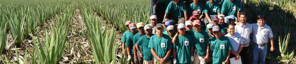 Aloe Vera bio plantage voor Ecolife