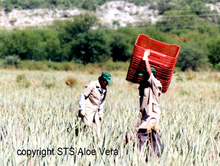 aloe vera met de hand afgesneden. Ecolife steunt lokale boeren en arbeiders