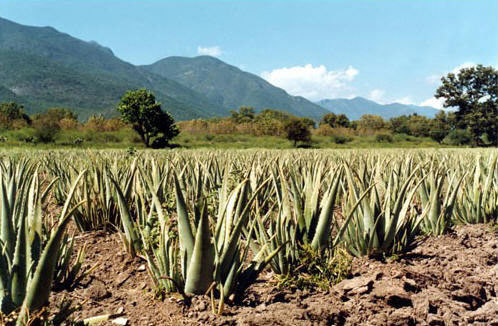 aloë vera voor Ecolife AloeVera